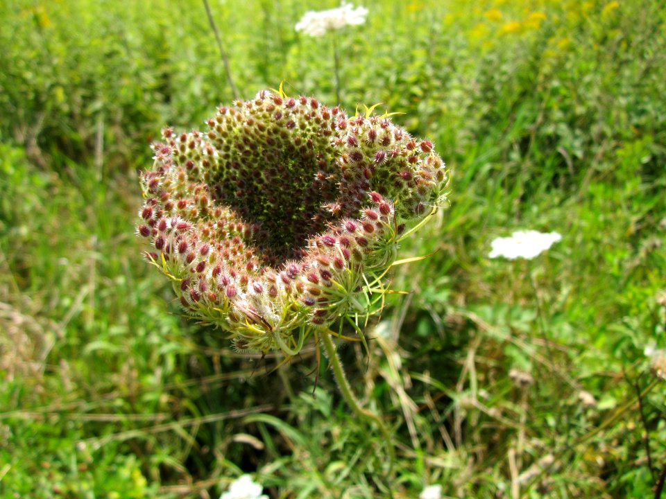 20120813Daucus_carota4