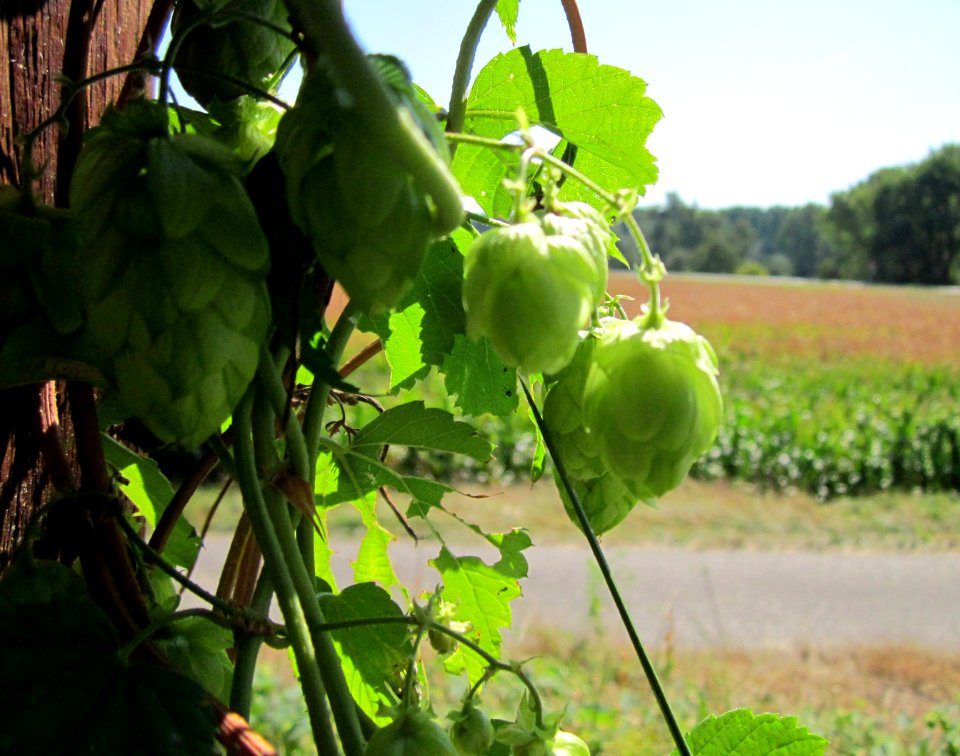 20120909Hopfen_Hockenheimer_Rheinbogen2