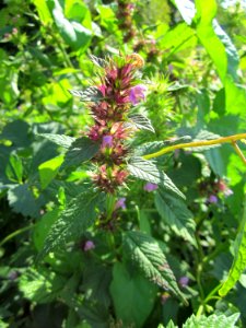 20120813Galeopsis_tetrahit4
