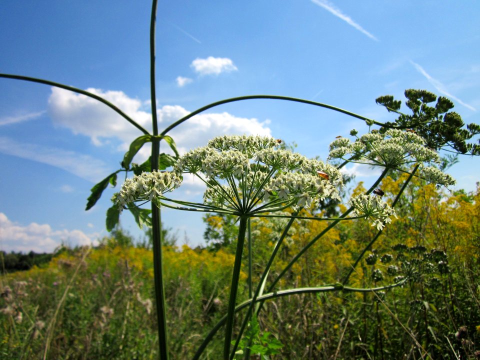 20120813Heracleum_sphondylium5