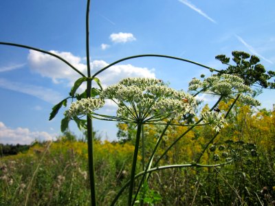 20120813Heracleum_sphondylium5