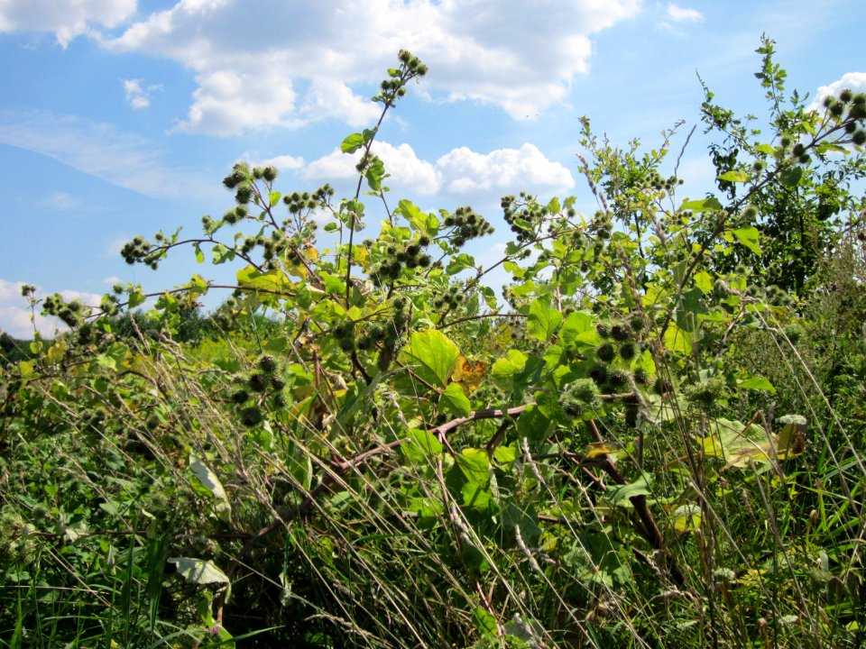 20120813Arctium_lappa1