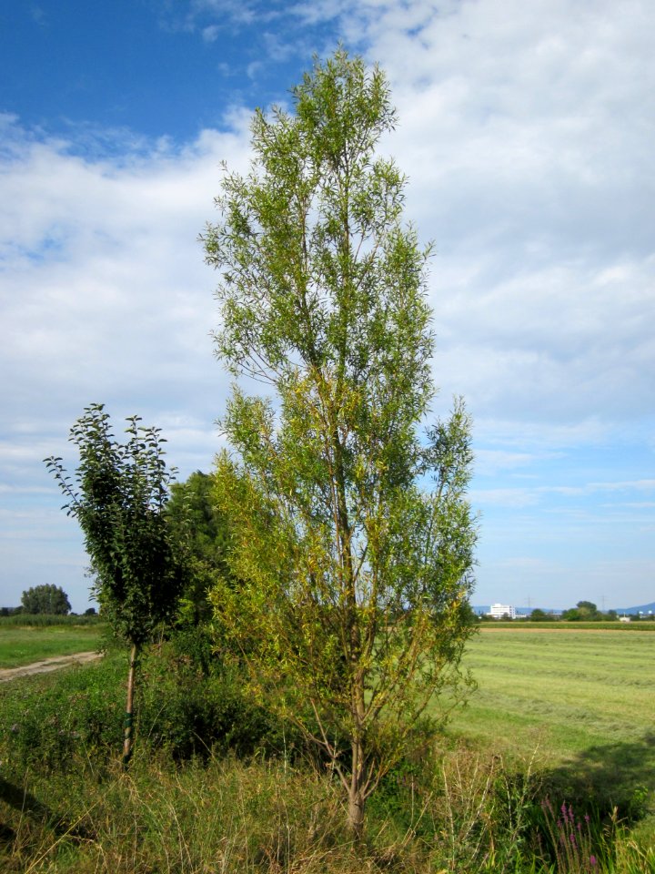 20120815Bach_Leopoldswiesen_Hockenheim17