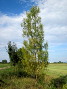 20120815Bach_Leopoldswiesen_Hockenheim17