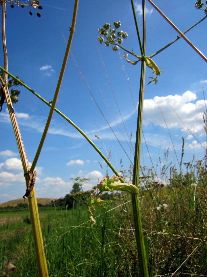 20120813Heracleum_sphondylium2