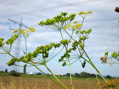 20120815Baerenklau_Hockenheim1