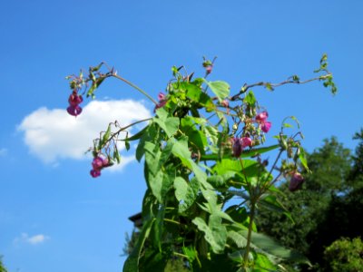 20120813Impatiens_glandulifera3