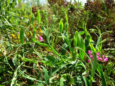 20120731Lathyrus_latifolius1