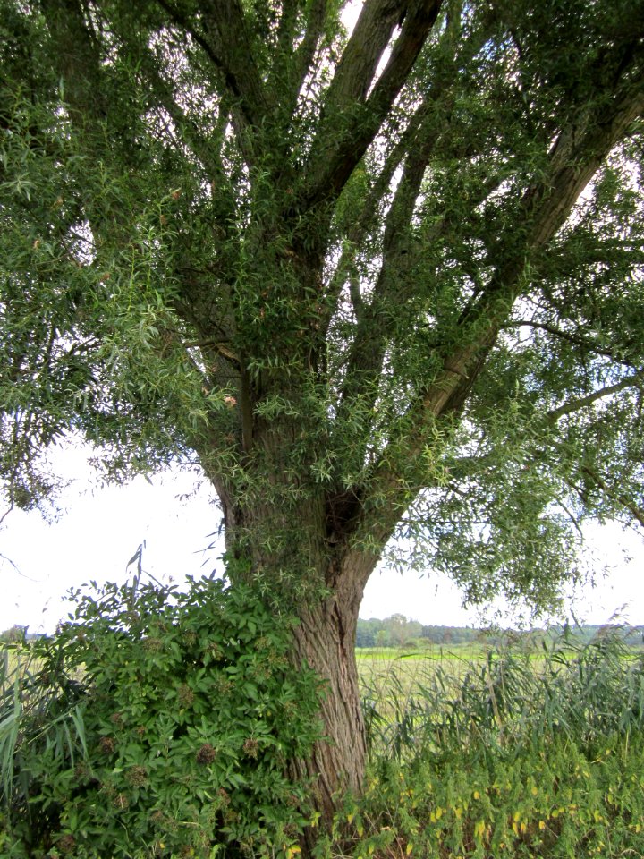 20120815Bach_Leopoldswiesen_Hockenheim01