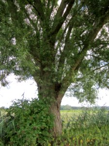 20120815Bach_Leopoldswiesen_Hockenheim01