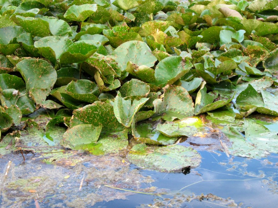 20120812Reilinger_See06