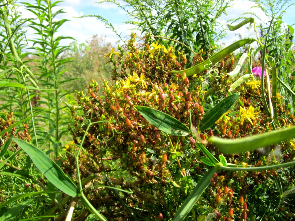 20120731Lathyrus_latifolius5