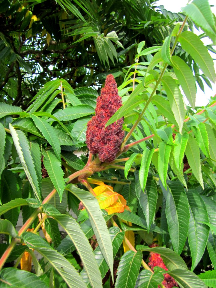 20120814Essigbaum_Hockenheim2