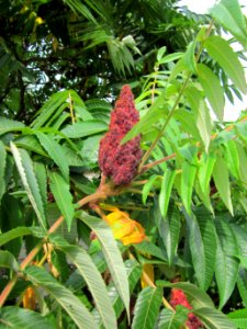 20120814Essigbaum_Hockenheim2