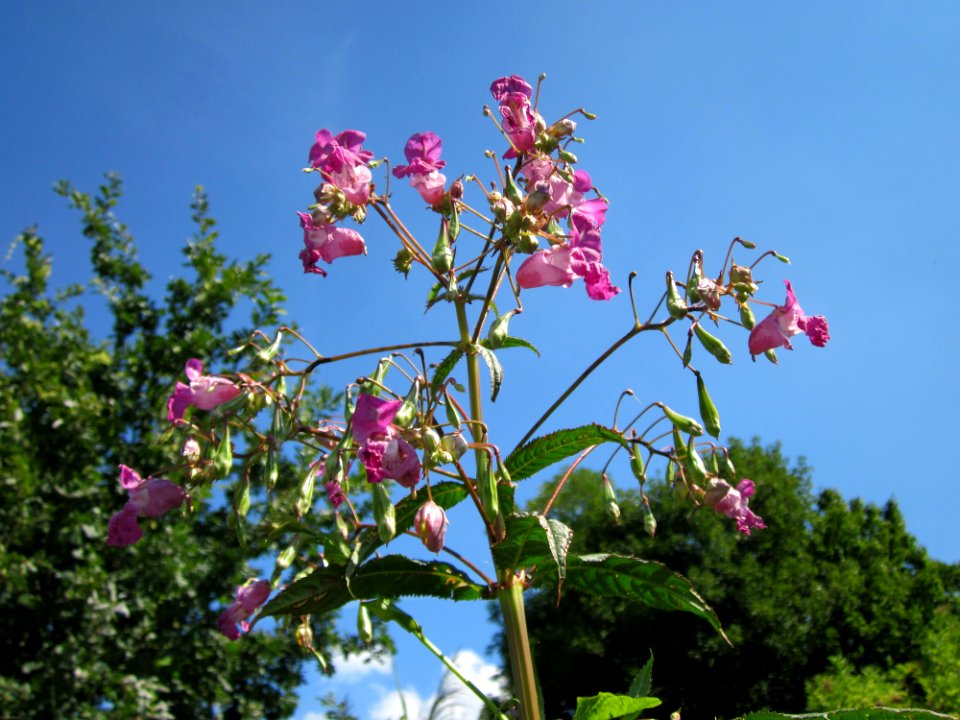 20120813Impatiens_glandulifera1