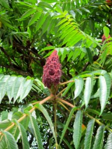 20120814Essigbaum_Hockenheim4