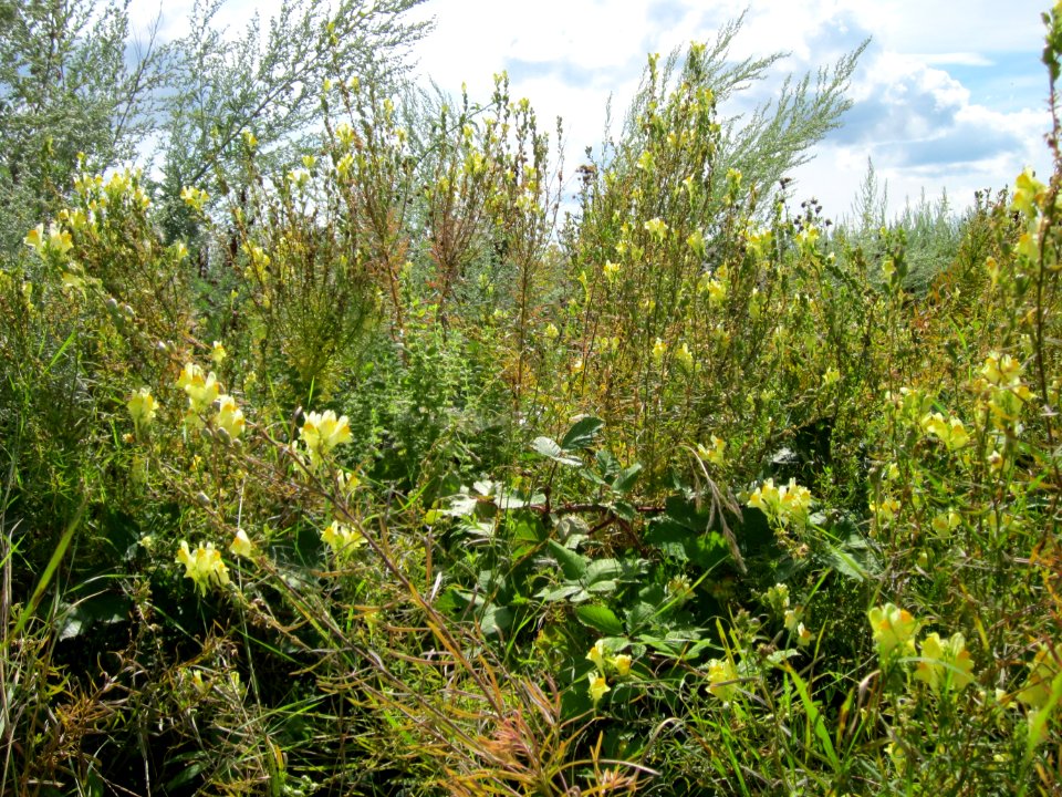 20120731Linaria_vulgaris3