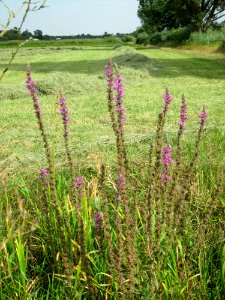 20120815Bach_Leopoldswiesen_Hockenheim06
