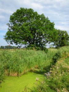 20120815Bach_Leopoldswiesen_Hockenheim29