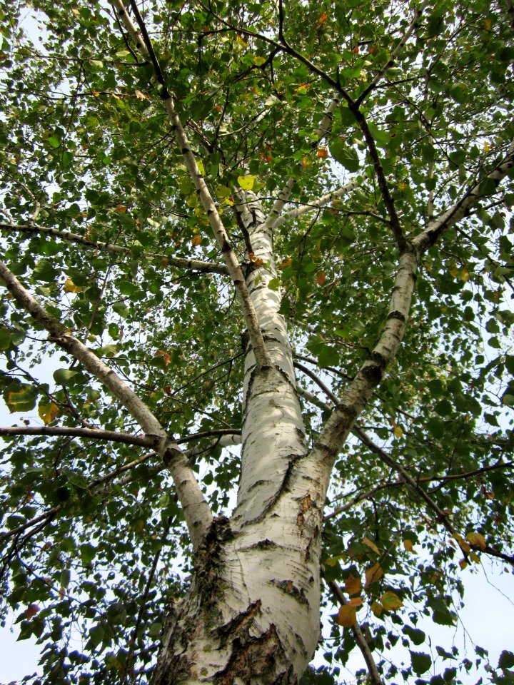 20120918Birken_Hockenheim6