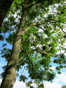 20120807Esche_Saar_Saarbruecken6