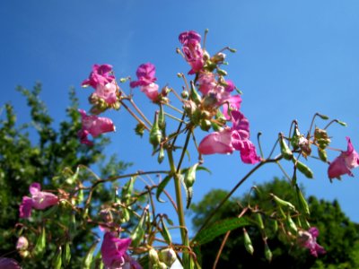 20120813Impatiens_glandulifera7