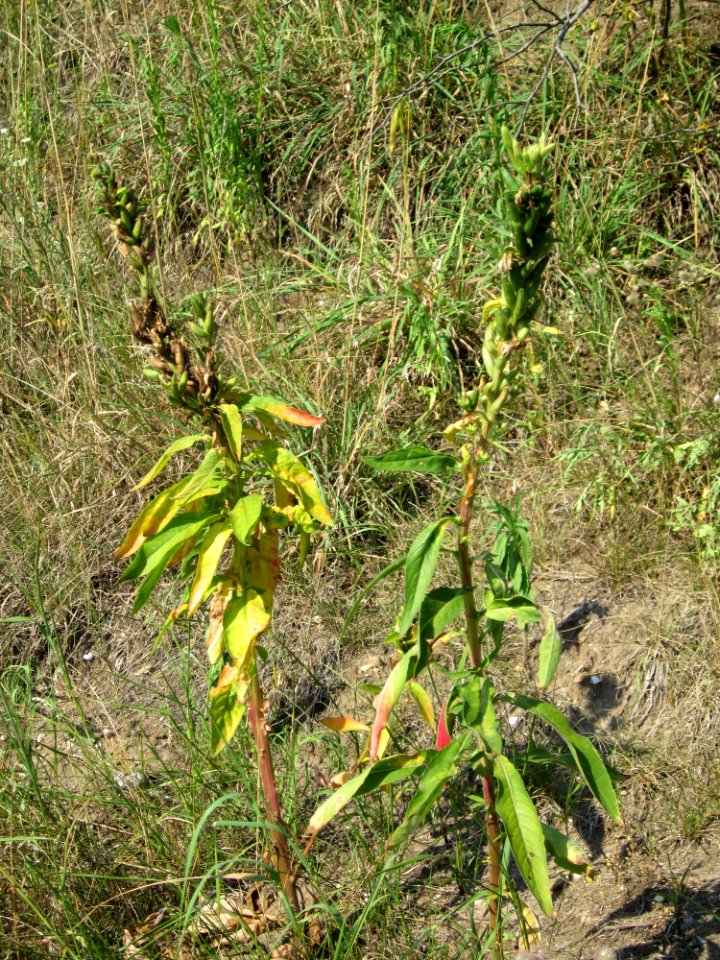 20120726Oenothera_biennis7