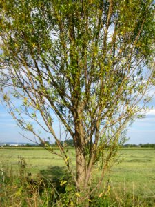 20120815Bach_Leopoldswiesen_Hockenheim19