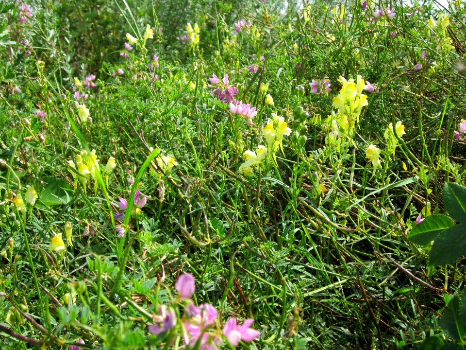 20120731Linaria_vulgaris2