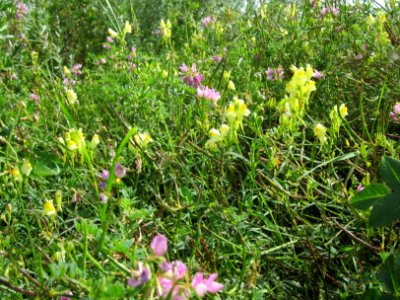 20120731Linaria_vulgaris2