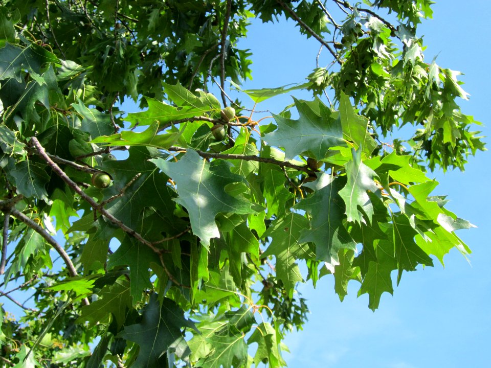 20120817Eiche_Hockenheim02