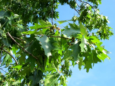20120817Eiche_Hockenheim02