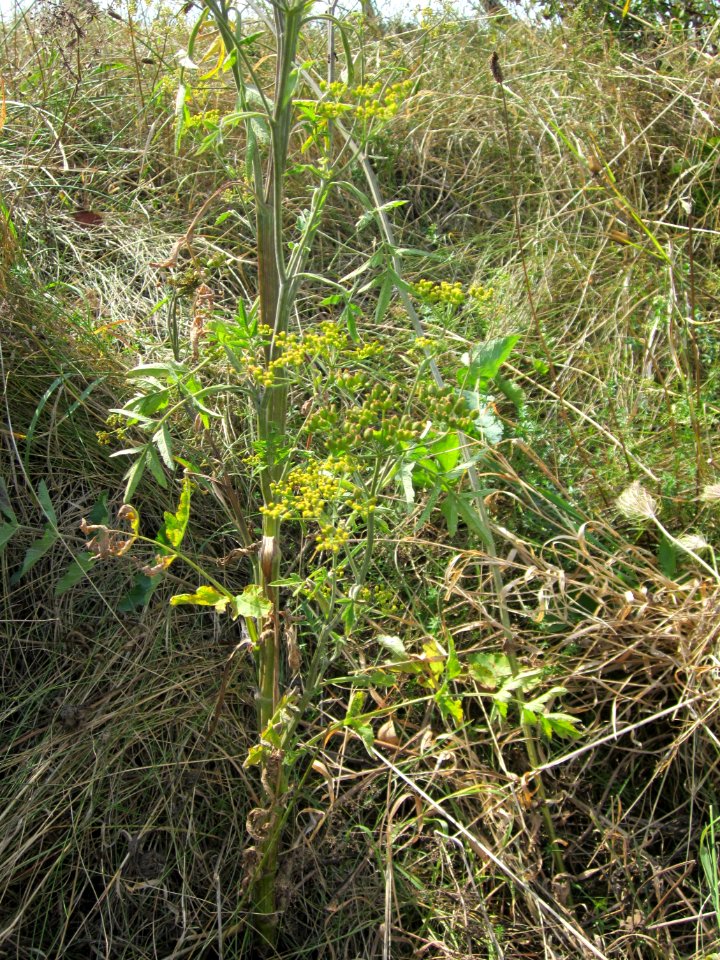 20120813Pastinak_Reilingen3