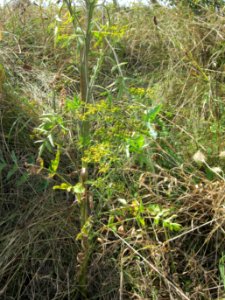 20120813Pastinak_Reilingen3
