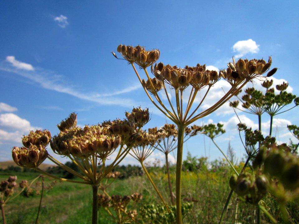 20120813Heracleum_sphondylium8