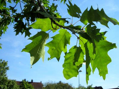 20120817Eiche_Hockenheim03