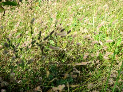 20120801Trifolium_arvense2