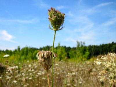 20120813Daucus_carota5