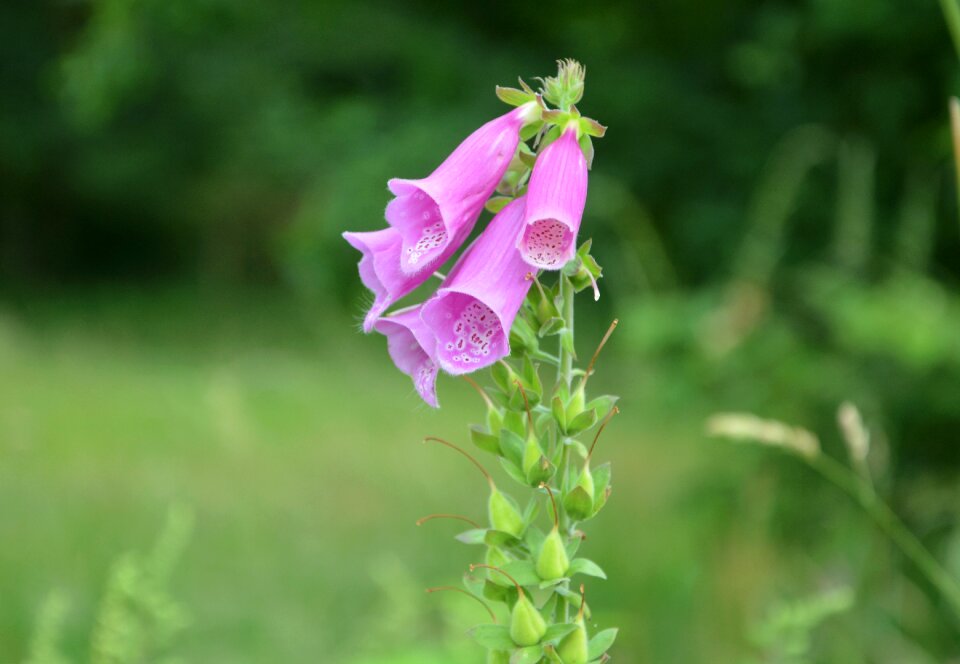 Nature color pink flower photo