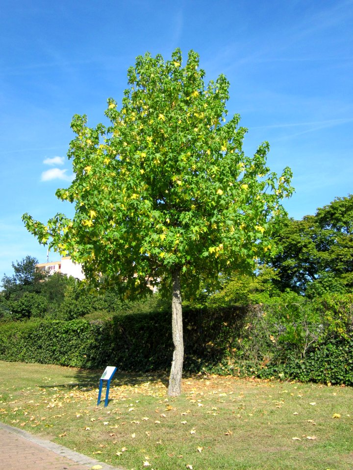 20120817Amberbaum_Hockenheim1