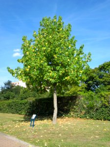 20120817Amberbaum_Hockenheim1
