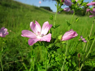 20120819Malve_Herrenteich3