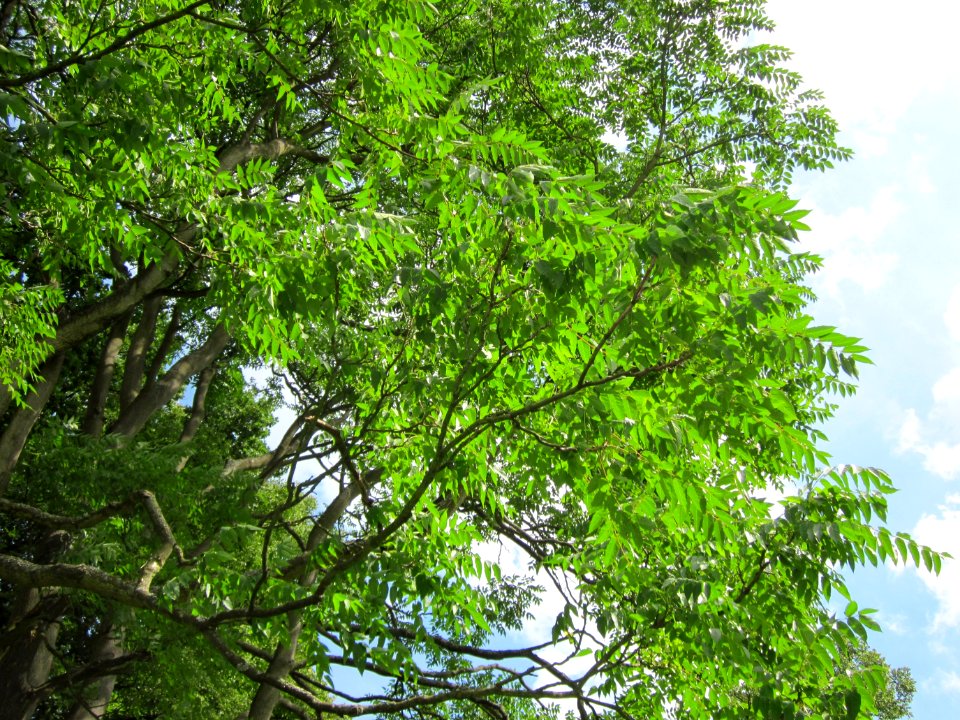 20120807Goetterbaum_Staden_Saarbruecken5