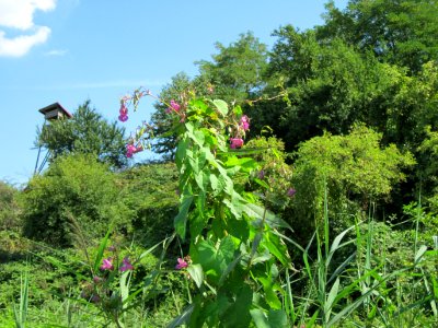 20120813Impatiens_glandulifera2