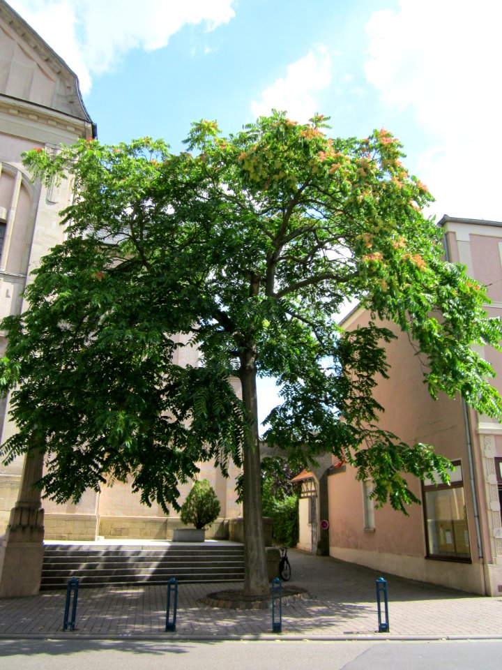 20120817Goetterbaum_St_Geor_Hockenheim2