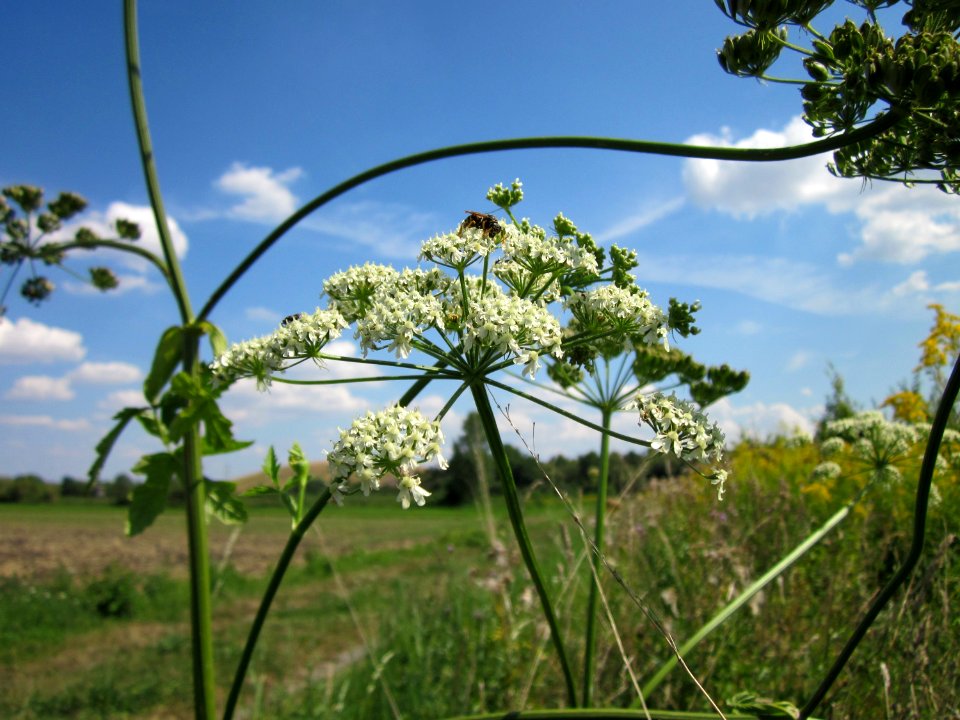 20120813Heracleum_sphondylium7