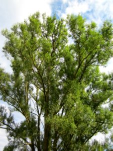 20120815Bach_Leopoldswiesen_Hockenheim11