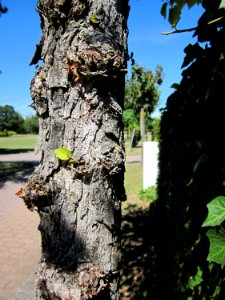 20120818Baumhasel_Hockenheim02