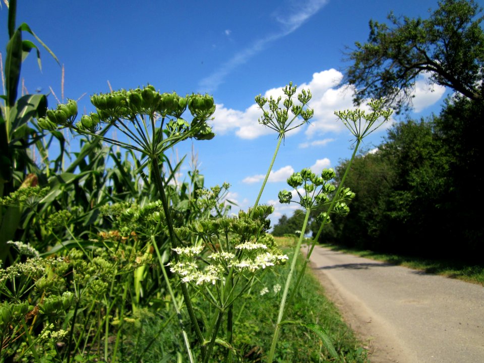 20120813Baerenklau_Hockenheim2