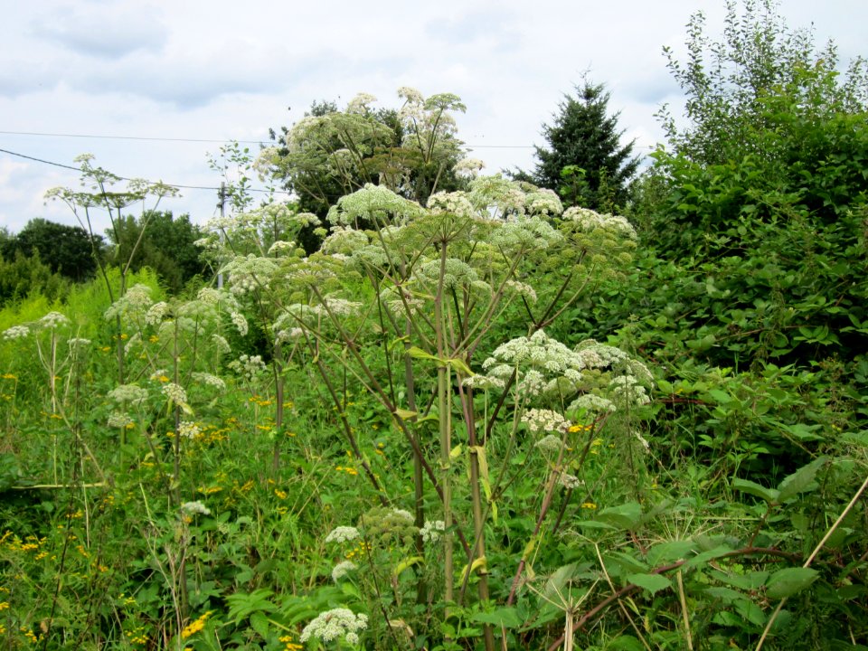 20120805Saarbruecken03